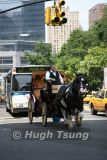 City cowboy