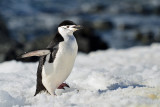 Antarctica, November 11-22, 2010