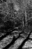 Shadows