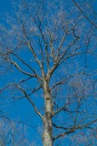 Blue sky