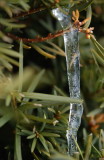 Icicle