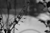 Stems