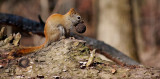 Red Squirrel #2