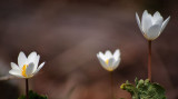 April Flowers #2