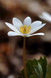 Bloodroot