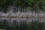 MacKenzie Wetland