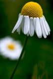 Daisies