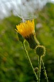 Captured Seed