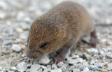 Woodland Vole