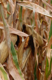 Corn