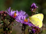Sulfur