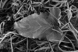 Frost