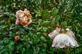 Rainy Rose