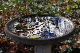 Bird Bath