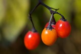 Nightshade
