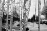 Icicles