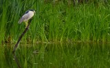 Black-crowned nght heron