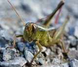 Grasshopper