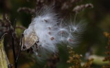 Milkweed