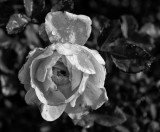 Rose & Rain