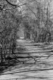 woods_path.jpg