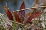 DSCF4150.jpg