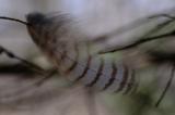 DSCF4164.jpg