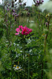 DSCF4483.jpg