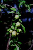 apples.jpg