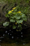 Marsh marigold