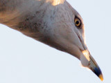 100% Crop