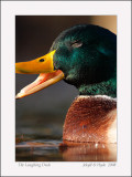 The Laughing Duck