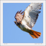 Red Tailed Hawk