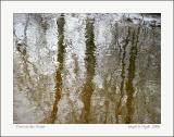 Trees in the Water