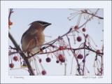 C. Waxwing