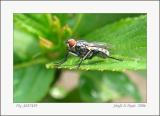 Fly 4587439