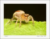 Jumper