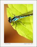 Damsel 8046