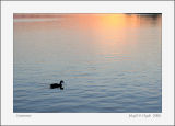 Swimmer