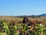 Ridge - Lytton Springs Vineyard