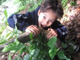 Cooper and a beaver-chewed tree