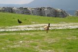 Berat castle - hens playground
