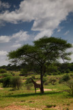Giraffe and Acacia_0227.jpg