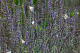 Lavender_0425.jpg
