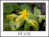 CRW_4669 yellow f13.jpg