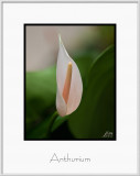 Brochure Anthurium.jpg