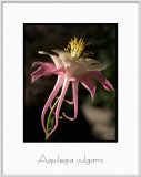 Brochure Aquilegia vulgaris.jpg