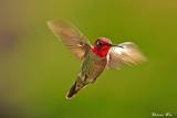 Hummingbird 05