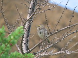 Savannah Sparrow