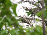 Fox Sparrow